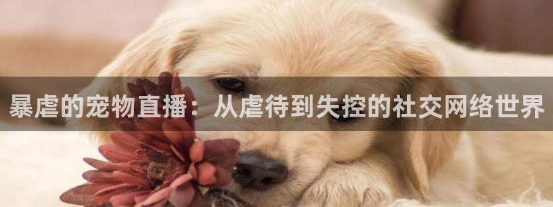 熊猫体育在线直播app：暴虐的宠物直播：从虐待到失控的社交网络世界