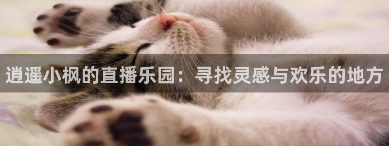 熊猫怎么直播：逍遥小枫的直播乐园：寻找灵感与欢乐的地方
